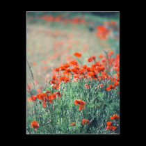 Field of Poppies | Postcard by celtxian Field of Poppies | Postcard