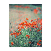 Field of Poppies | Postcard by celtxian Field of Poppies | Postcard