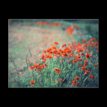 Field of Poppies | Postcard by celtxian Field of Poppies | Postcard