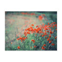 Field of Poppies | Postcard by celtxian Field of Poppies | Postcard