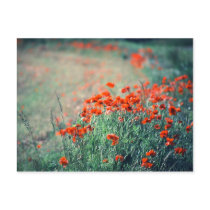 Field of Poppies | Postcard by celtxian Field of Poppies | Postcard