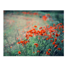 Field of Poppies | Postcard
