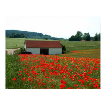 Field of poppies posters by photomorgana Field of poppies posters