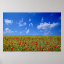 Field of Poppies Poster