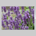 Field of Purple Lavender Flowers Card cards