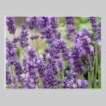 Field of Purple Lavender Flowers postcards