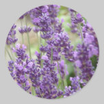 Field of Purple Lavender Flowers stickers