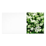 Field of Queen Anne's Lace Custom Photo Card