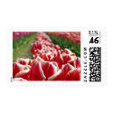 Field of Red and White Tulips postage by pmgrah Field of Red and White Tulips postage
