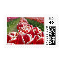 Field of Red and White Tulips postage
