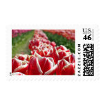 flowers, tulips, red, white, landscape, farm,