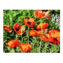 Field of Red Poppies Postcard