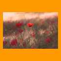 Field of Red Poppies Poster Print
