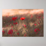 Field of Red Poppies Poster Print