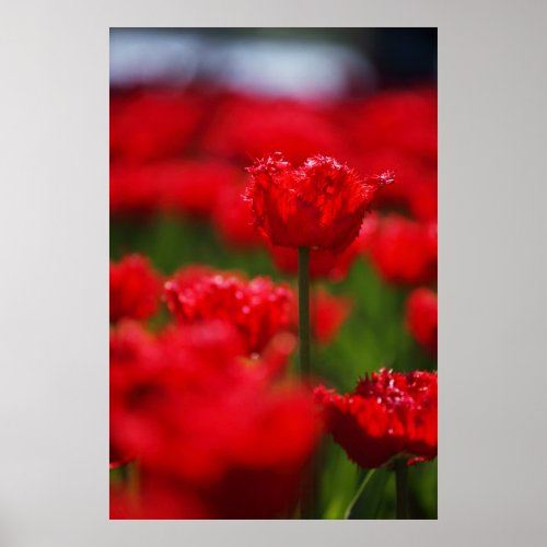 Field of red tulips print