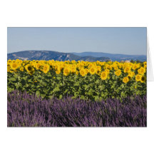 Field of sunflowers and lavender flowers, card