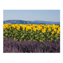 Field of sunflowers and lavender flowers, postcard