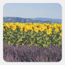Field of sunflowers and lavender flowers, stickers