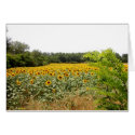 Field of sunflowers cards