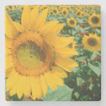 Field Of Sunflowers. Heidleberg District Stone Beverage Coaster
