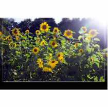 Field Of Sunflowers In Blossom photo sculptures