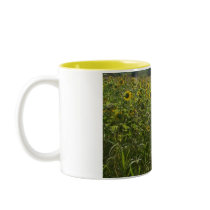 "FIELD OF SUNFLOWERS" mugs by crrfan "FIELD OF SUNFLOWERS" mugs