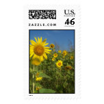 "FIELD OF SUNFLOWERS" postage