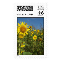 "FIELD OF SUNFLOWERS" postage