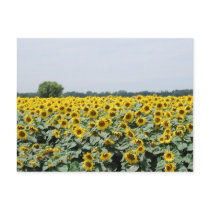 Field Of Sunflowers postcards