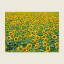 Field of Sunflowers Postcard postcards