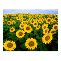 Field of Sunflowers Postcard postcards