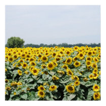 Field of Sunflowers Poster posters by dlgray Field of Sunflowers Poster posters