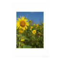 "FIELD OF SUNFLOWERS" posters by crrfan "FIELD OF SUNFLOWERS" posters