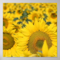 Field of Sunflowers Poster Print