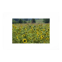"FIELD OF SUNFLOWERS" posters