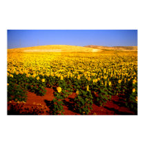 Field of sunflowers, southern Spain posters