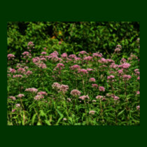 Field Of Sweet Joe Pye Weed Flower Poster posters