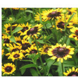Field of Tiger Eye Flowers Wrapped Canvas canvas prints