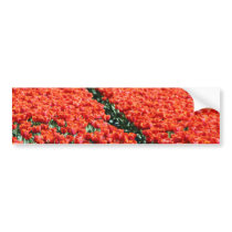 Field of tulips bumper stickers