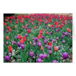Field of Tulips Card