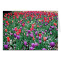 Field of Tulips cards