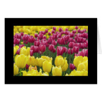 Field of Tulips cards