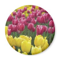Field of Tulips magnets