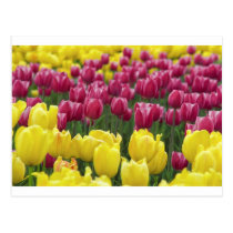 Field of Tulips postcards