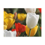 Field of Tulips
