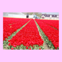 Bereich der Tulpen poster