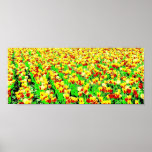 Field of Tulips Print