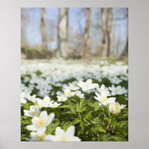 Field of white flowers print