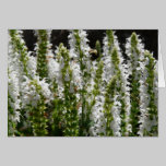 Field of White Lavender Flowers cards
