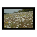 Field of Wishes posters by kostika Field of Wishes posters